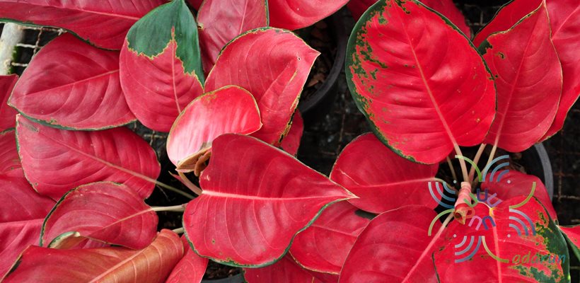 อโกลนีมา เงินทองเต็มบ้าน Aglaonema sp. ‘Ngoenthongtemban’