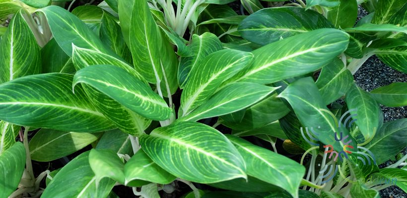 อโกลนีมา คฑาทอง Aglaonema sp. ‘Khatathong’