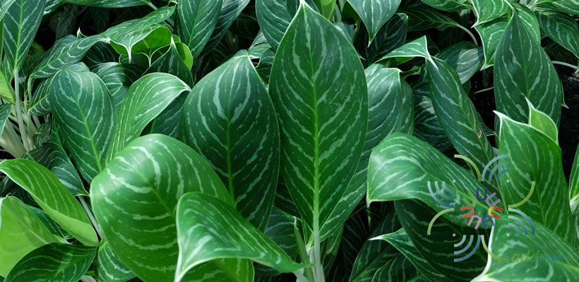 อโกลนีมา คฑาเงิน Aglaonema sp. ‘Khatangoen’