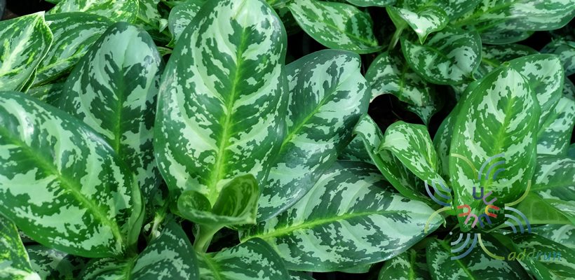 อโกลนีมา เกล็ดมรกต Aglaonema sp. ‘Kletmorakot’