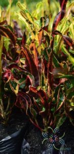 โกสนขุนช้างถวายฎีกา Codiaeum variegatum (L.) Rumph. ex A.Juss.