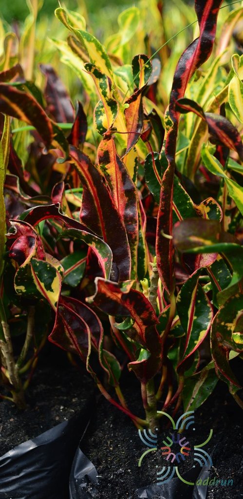 โกสนขุนช้างถวายฎีกา Codiaeum variegatum (L.) Rumph. ex A.Juss.