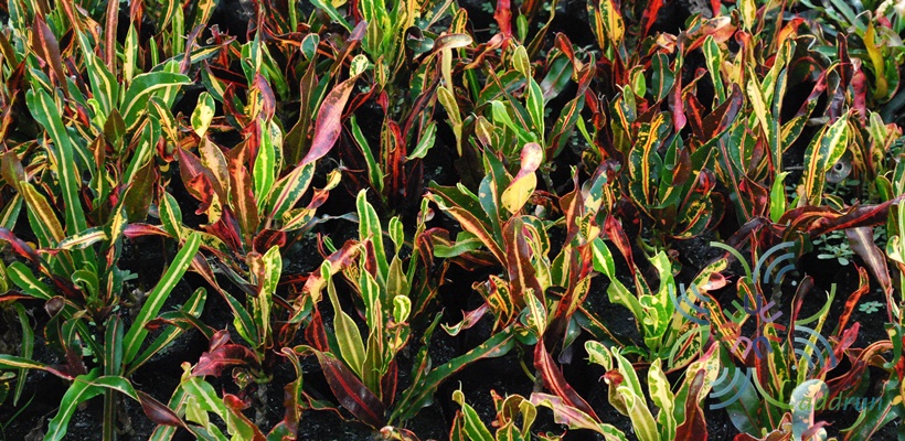 โกสนขุนช้างถวายฎีกา Codiaeum variegatum (L.) Rumph. ex A.Juss.