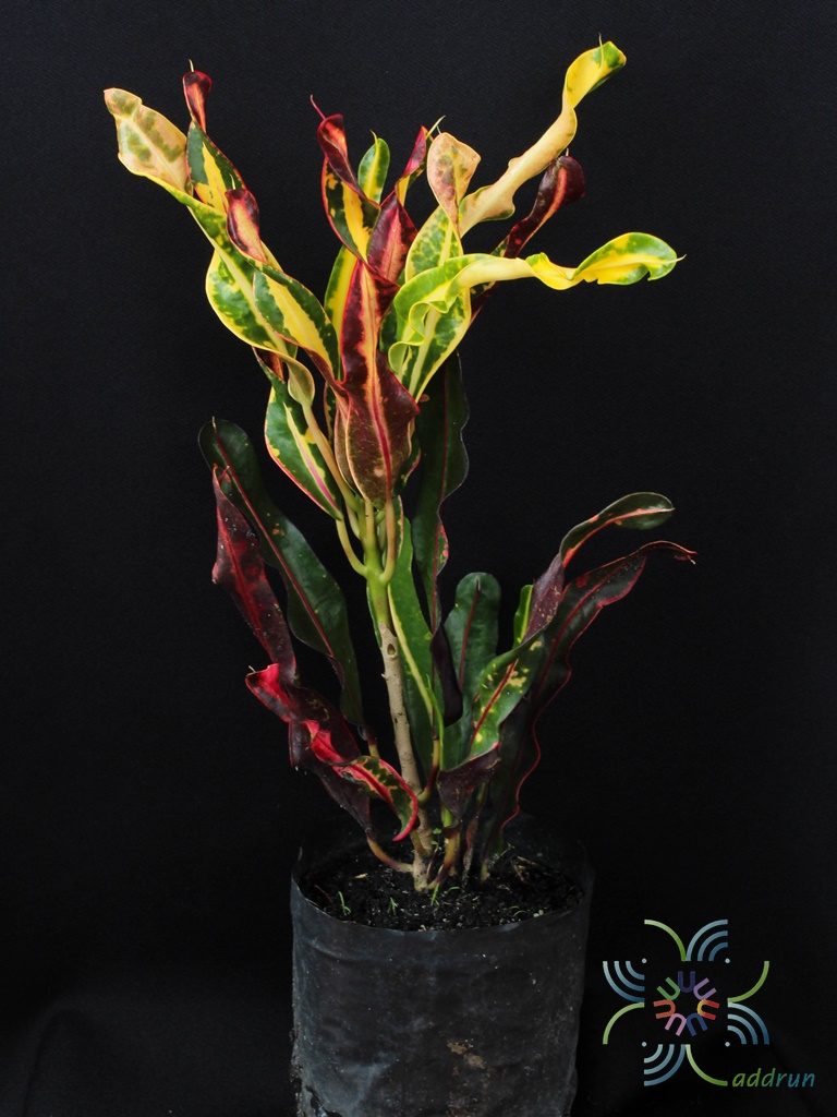 โกสนขุนช้างถวายฎีกา Codiaeum variegatum (L.) Rumph. ex A.Juss.