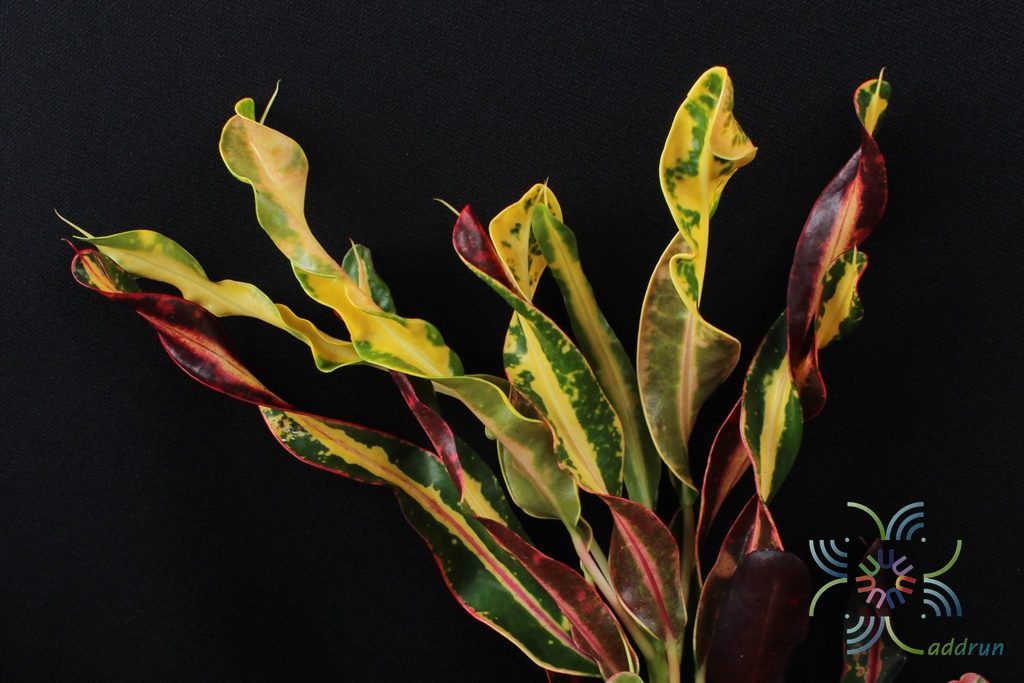 โกสนขุนช้างถวายฎีกา Codiaeum variegatum (L.) Rumph. ex A.Juss.