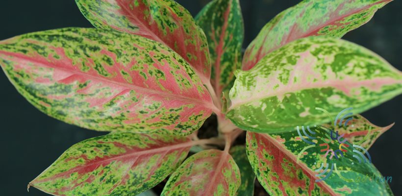 อโกลนีมา กวักมหามงคล Aglaonema sp. ‘Kwakmahamongkon’