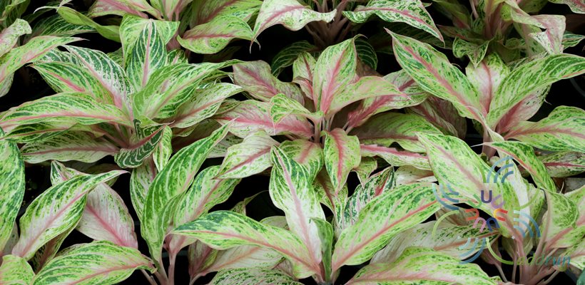 อโกลนีมา กวักนำโชค Aglaonema sp. ‘Kwaknamchok’