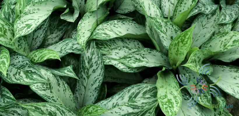 อโกลนีมา เศรษฐีเงินล้าน Aglaonema sp. ‘Setthingoenlan’