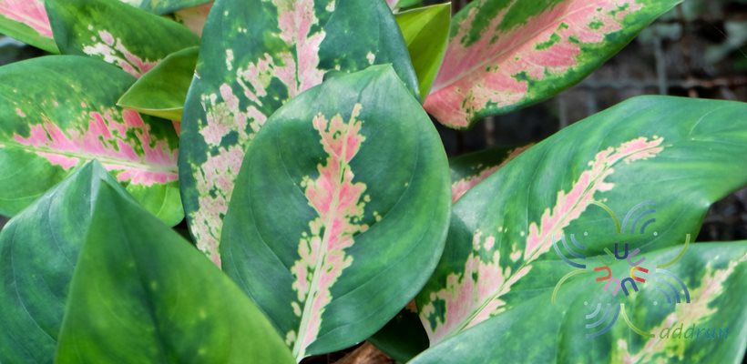 อโกลนีมา พาร่ำรวย Aglaonema sp. ‘Pharamruay’