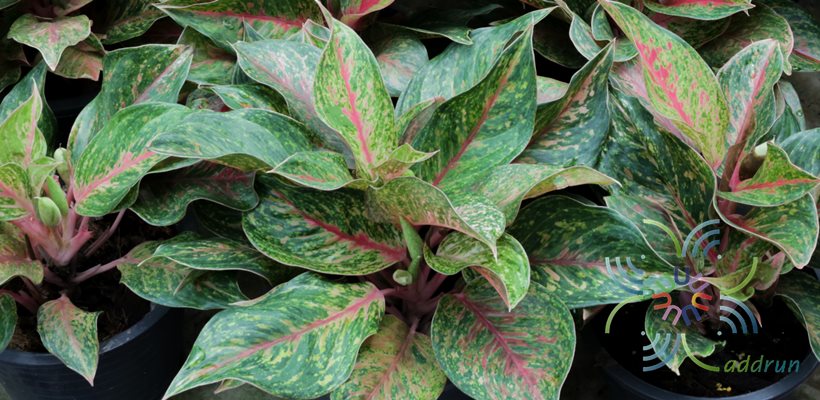 อโกลนีมา มงคลสยาม Aglaonema sp. ‘Mongkonsaim’