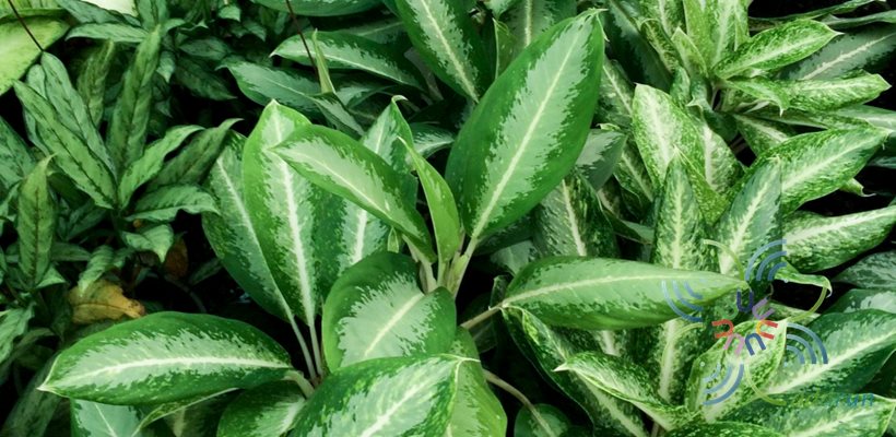 อโกลนีมา รัศมีเงิน Aglaonema sp. ‘Ratsamee-ngoen’