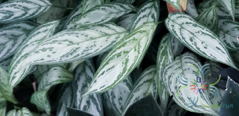 อโกลนีมา เรือนนกแก้ว Aglaonema sp. ‘Reuannokkeaw’