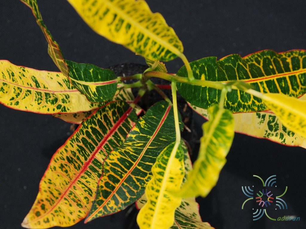 โกสนดาบขุนแผน Codiaeum variegatum (L.) Rumph. ex A.Juss.