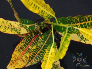 โกสนดาบขุนแผน Codiaeum variegatum (L.) Rumph. ex A.Juss.