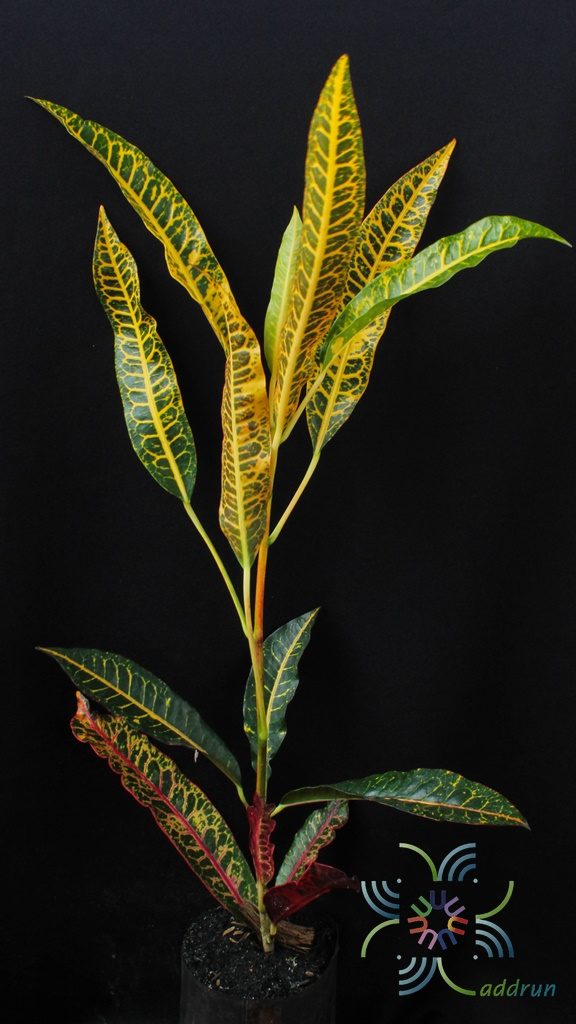 โกสนดาบขุนแผน Codiaeum variegatum (L.) Rumph. ex A.Juss.