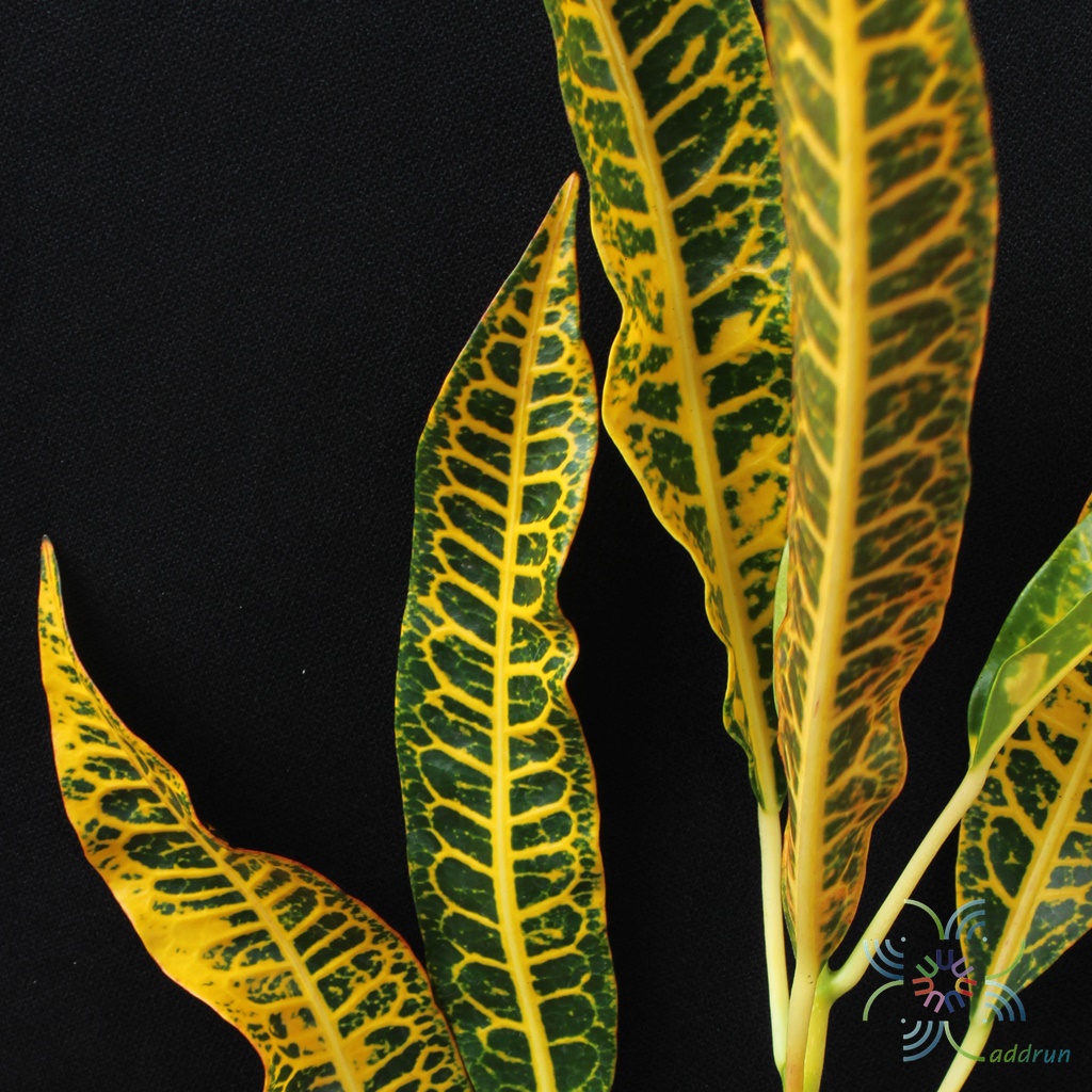 โกสนดาบขุนแผน Codiaeum variegatum (L.) Rumph. ex A.Juss.