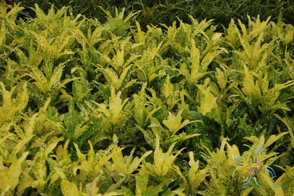 โกสนตรีน้ำค้าง Codiaeum variegatum (L.) Rumph. ex A.Juss.
