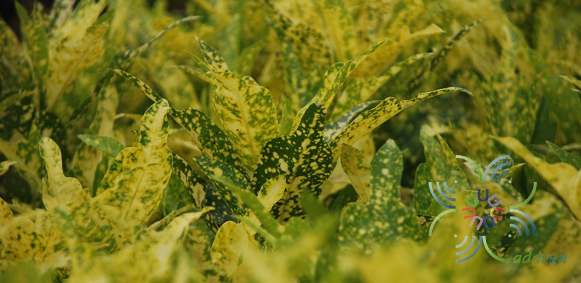 โกสนตรีน้ำค้าง Codiaeum variegatum (L.) Rumph. ex A.Juss.