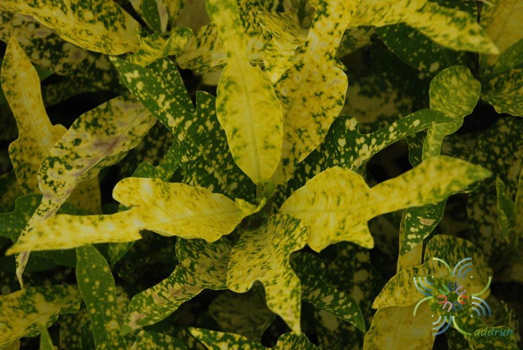 โกสนตรีน้ำค้าง Codiaeum variegatum (L.) Rumph. ex A.Juss.