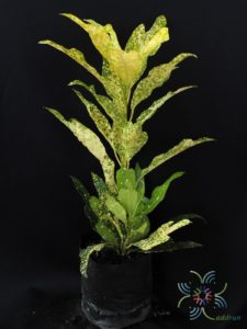 โกสนตรีน้ำค้าง Codiaeum variegatum (L.) Rumph. ex A.Juss.