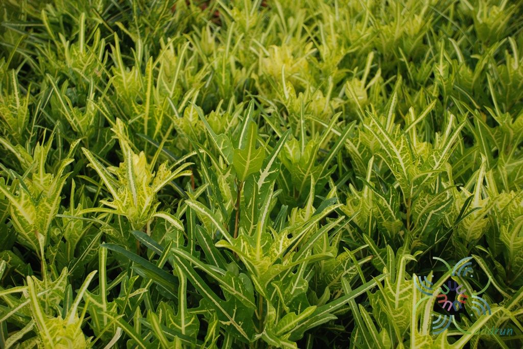 โกสนตรีน้ำตก Codiaeum variegatum (L.) Rumph. ex A.Juss.
