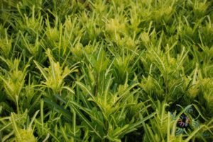 โกสนตรีน้ำตก Codiaeum variegatum (L.) Rumph. ex A.Juss.
