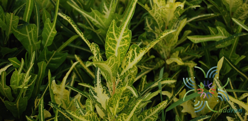โกสนตรีน้ำตก Codiaeum variegatum (L.) Rumph. ex A.Juss.