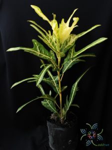 โกสนตรีน้ำตก Codiaeum variegatum (L.) Rumph. ex A.Juss.