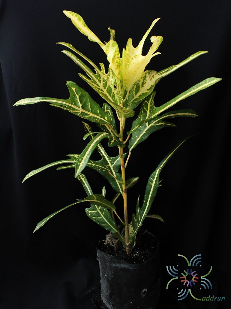 โกสนตรีน้ำตก Codiaeum variegatum (L.) Rumph. ex A.Juss.