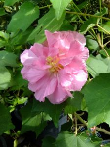 พุดตาน Hibiscus mutabilis L.