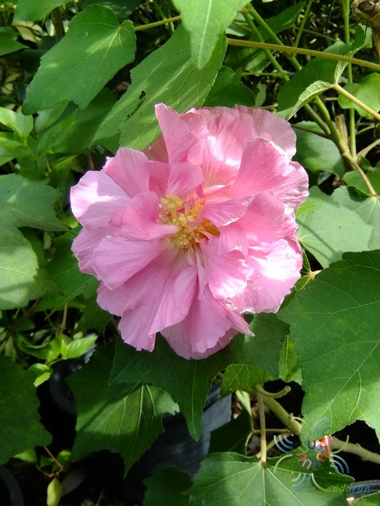 พุดตาน Hibiscus mutabilis L.