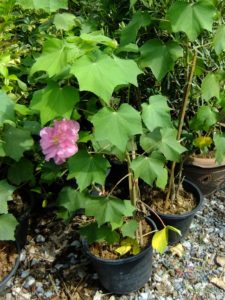 พุดตาน Hibiscus mutabilis L.