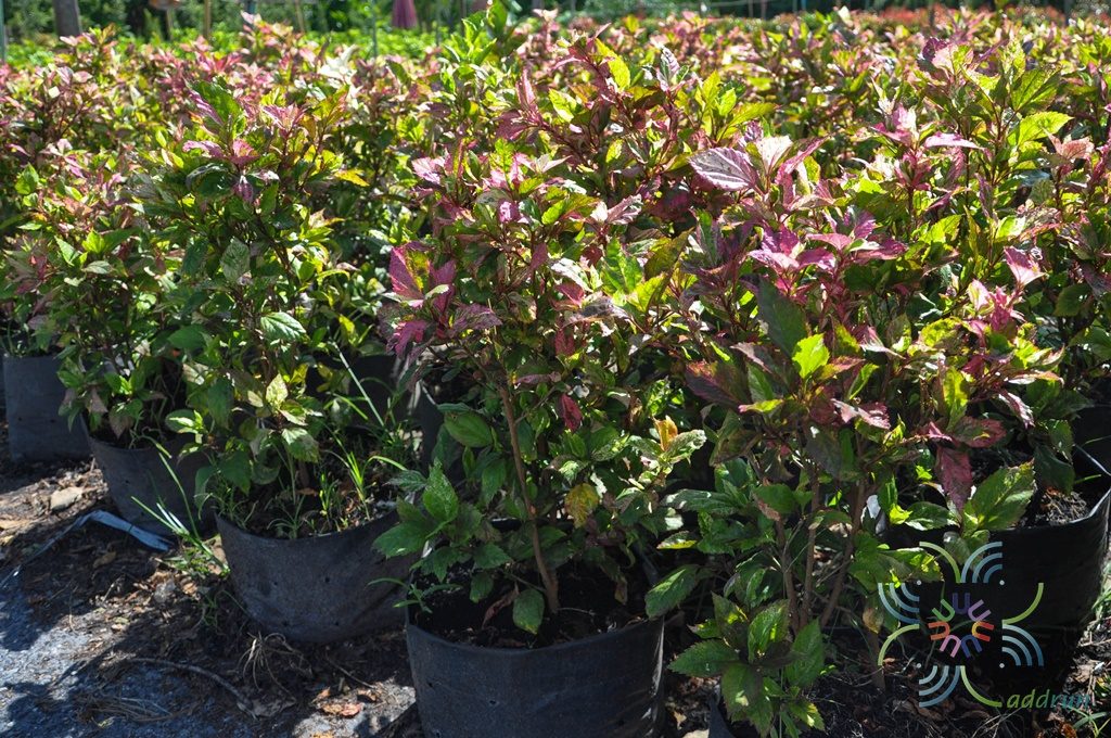 ชบาด่างสามสี Hibiscus rosa-sinensis L. 'Cooperi'