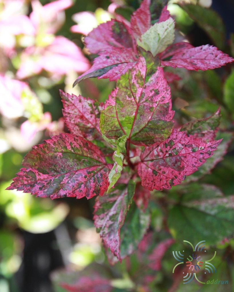 ชบาด่างสามสี Hibiscus rosa-sinensis L. 'Cooperi'