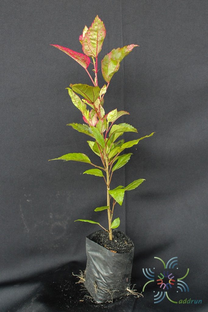 ชบาด่างสามสี Hibiscus rosa-sinensis L. 'Cooperi'