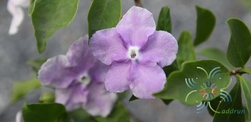พุดสามสี Brunfelsia uniflora (Pohl) D.Don
