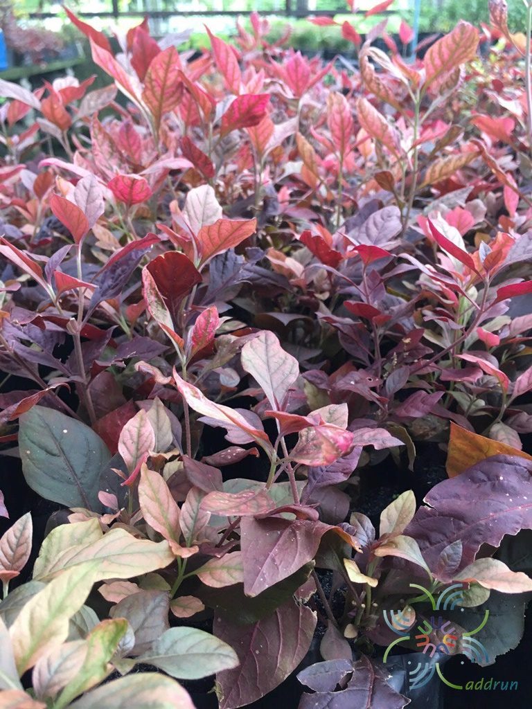 แดงชาลี Aerva sanguinolenta (L.) Blume