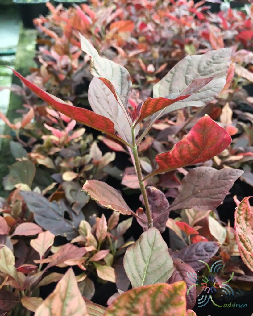 แดงชาลี Aerva sanguinolenta (L.) Blume