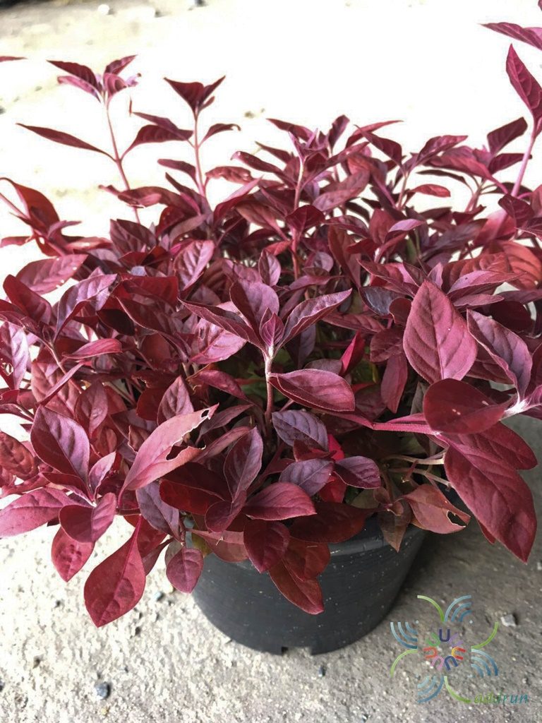 แดงชาลี Aerva sanguinolenta (L.) Blume