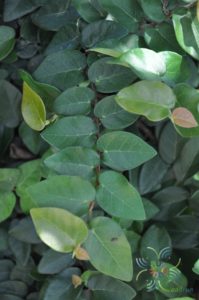 ตีนตุ๊กแก Ficus pumila L.