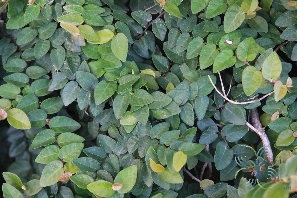 ตีนตุ๊กแก Ficus pumila L.