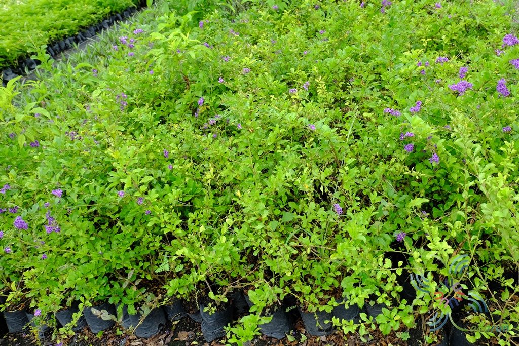 เทียนหยด Duranta erecta L.