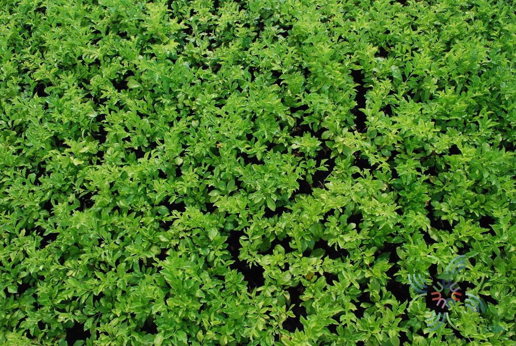 เทียนหยด Duranta erecta L.