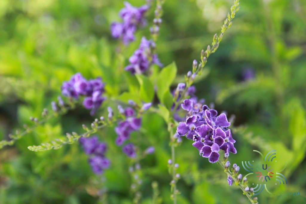 เทียนหยด Duranta erecta L.