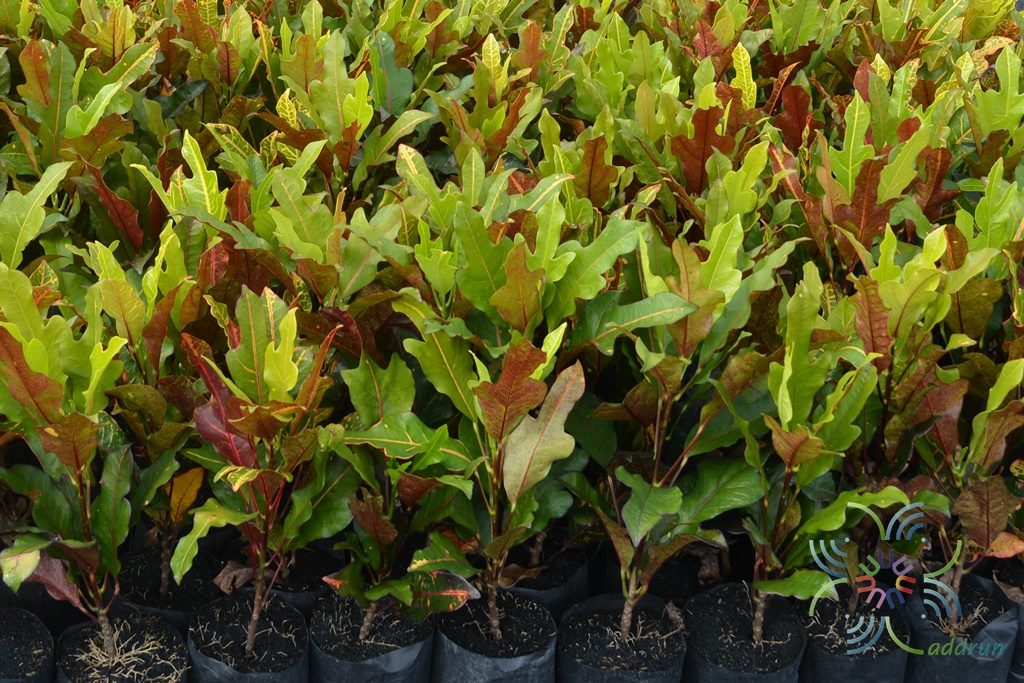 โกสนตรีเพชร Codiaeum variegatum (L.) Rumph. ex A.Juss.