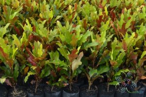 โกสนตรีเพชร Codiaeum variegatum (L.) Rumph. ex A.Juss.