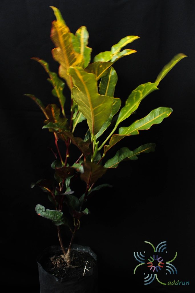 โกสนตรีเพชร Codiaeum variegatum (L.) Rumph. ex A.Juss.