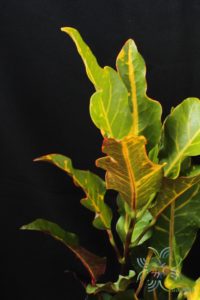 โกสนตรีเพชร Codiaeum variegatum (L.) Rumph. ex A.Juss.