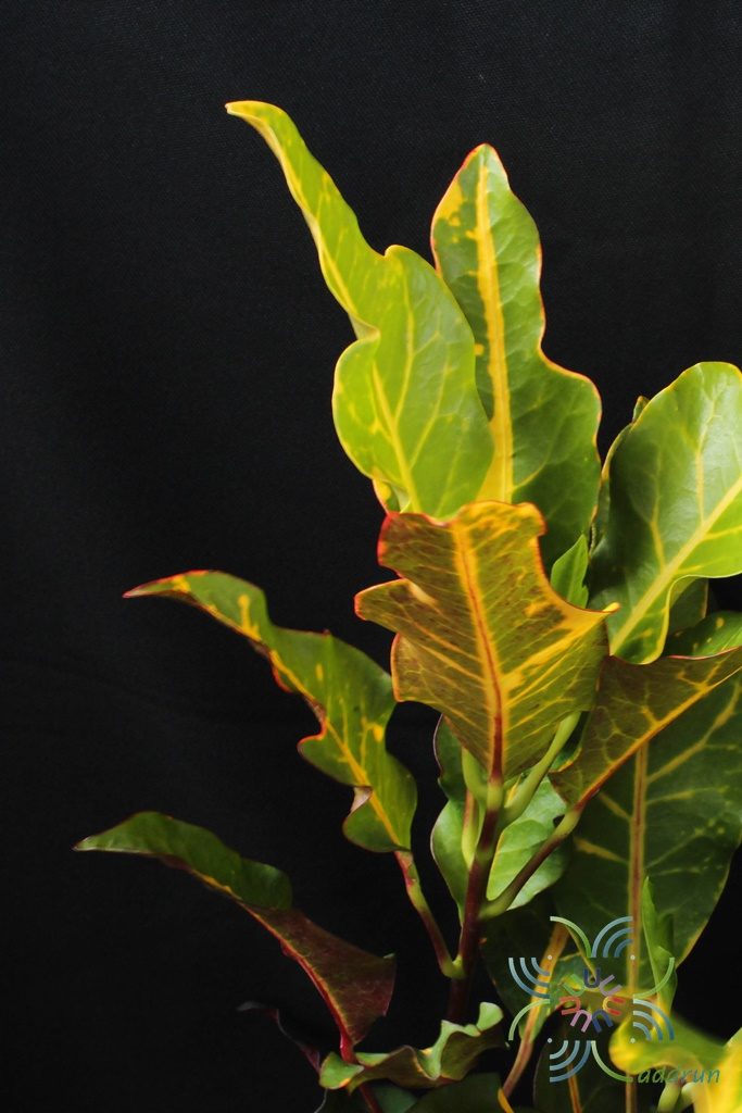 โกสนตรีเพชร Codiaeum variegatum (L.) Rumph. ex A.Juss.