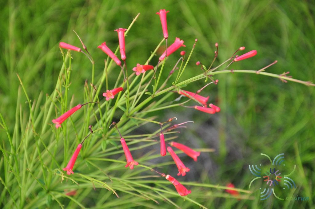 Russelia equisetiformis Schltdl. & Cham.